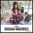 댕댕냥냥부천점 이미지