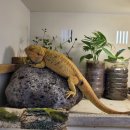 소나무가든민박 이미지