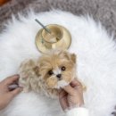 일산 강아지분양 스마트독 이미지