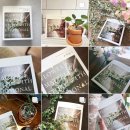 뉴천리향 이미지