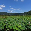 연꽃마을건넌들 이미지