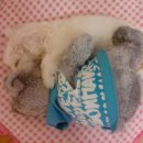 인형과 함께 이미지