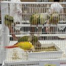 짝궁펫 | 2026 코리아 애니멀 포럼 in 수원 후기| 게코와 곤충 그리고 새🦜