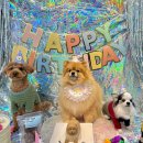 하늘바라기펫푸드 강아지수제간식 강아지케이크 이미지