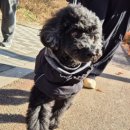 하이반려동물행동클리닉 이미지