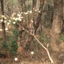 월출산 닥나무 꽃 이미지