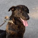 아름다운 개 이미지