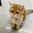 고양이카페 이미지