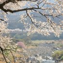 4월11일(토) [08:00출발] 하동○황장산 ♧하동 십리 쌍계사 벚꽃길 터널 감상 이미지