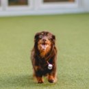 오마이멍멍 이미지