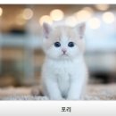 수원고양이분양 나비캣 네이버블로그