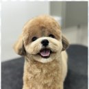 루원시티독 이미지