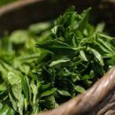 리바이브 PT 이미지