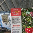 다대 농어촌체험 휴양마을 | 아기 없이 어른 두명이서 딸기 농장 체험 데이트 - 경남 창원 빗돌배기농어촌체험휴양마을(다감농원)