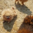 위드독스 이미지