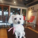 애견카페&호텔 댕댕당 이미지