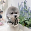 아꼬아 펫 살롱 이미지