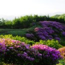 [2015,05,16][35회]운봉 바래봉 철쭉산행(1165m) 정기산행공지 이미지