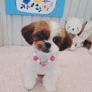 우리집강아지예쁘개 네이버블로그