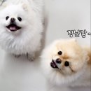 오늘도 신나개 이미지