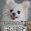 화성반려견훈련 반려인학교 비대면으로 배우는 강아지 교감놀이 화성애견유치원 화성애견훈련