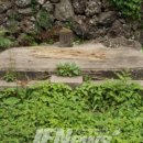 성읍1리 이미지