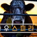 카우식품 네이버블로그