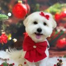 콩이네 이발소 이미지