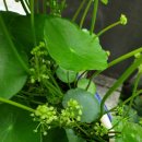 금산분재펜션 이미지