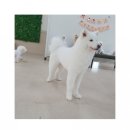 그루밍젤리 이미지