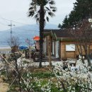 로뎀나무 이미지