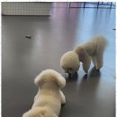 리츠펫