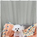 행복한퍼피 네이버블로그