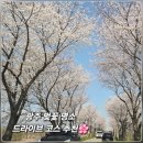 영산강변 우안자전거도로1 | 🌸[3월 31일 실시간] 광주 벚꽃 드라이브 최고 명당 서창 둑방길 감성조망대 일몰 코스 추천 | 주말 꽃...