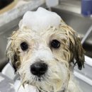 도그웨이살롱 이미지