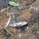 백로서식지 이미지