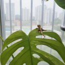 사모아렙타일