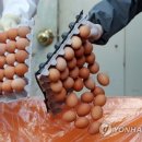 쌍용농장 이미지