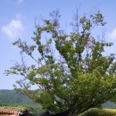 당산나무민박 이미지