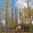 천년의 정원 | 경주 천년의 숲 후기, 부모님과 함께 걷기 좋은 경북천년숲정원 산책 코스