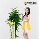 칙칙폭폭플라워 이미지