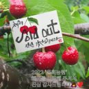 체리사랑농원 이미지