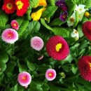 수수꽃다리 이미지