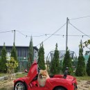 댕그라운드 티스토리