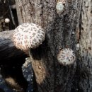 [판매완료] 담박원에서 2015년 봄 친환경인증 표고버섯을 판매합니다 이미지