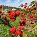 복용농장 이미지