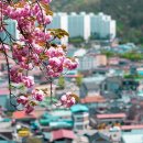 현대꽃동산