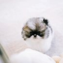 디디펫 수원강아지분양 | 수원강아지분양(디디펫)강아지 분양의 천국, 수원강아지분양샵의 매력!!