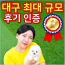 인천강아지분양 테디럽 | 경산강아지분양 믿을 수 있는 테디럽 후기