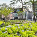 파주수국길플랫폼 이미지